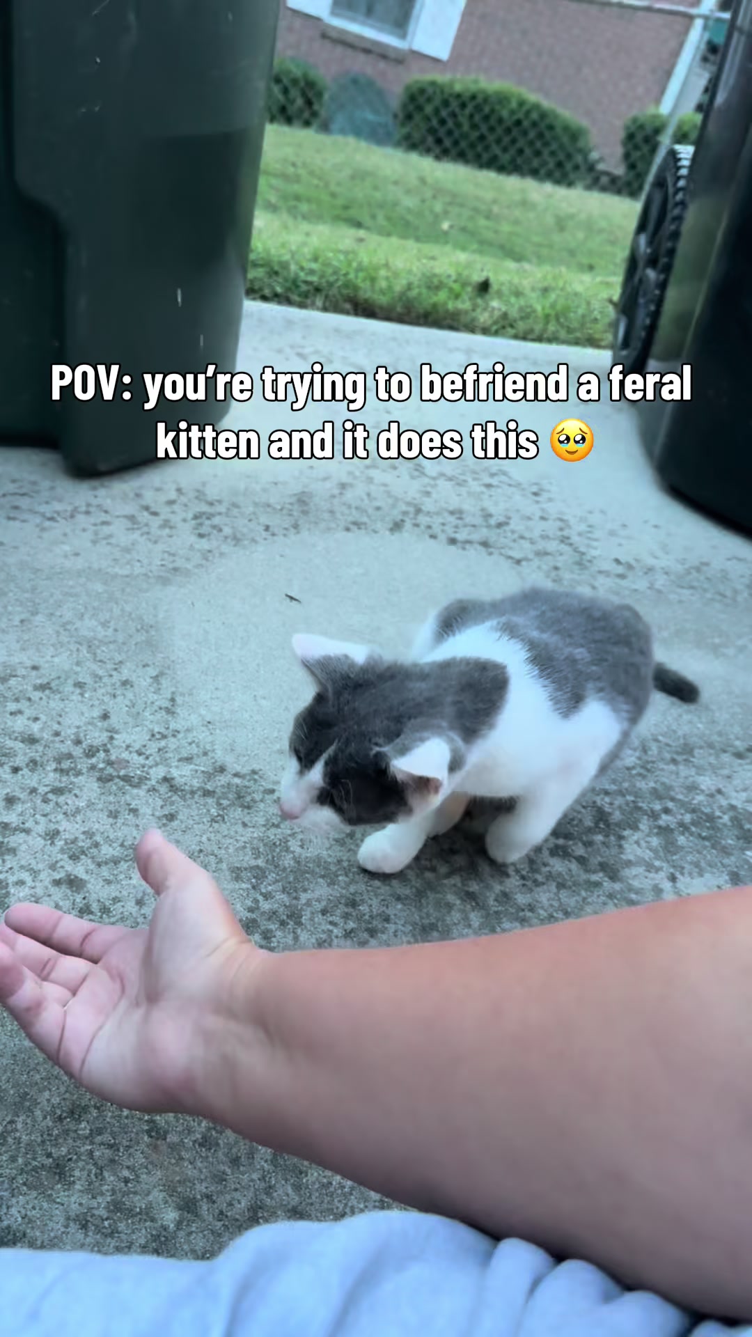 @Tay’s Feral Felines