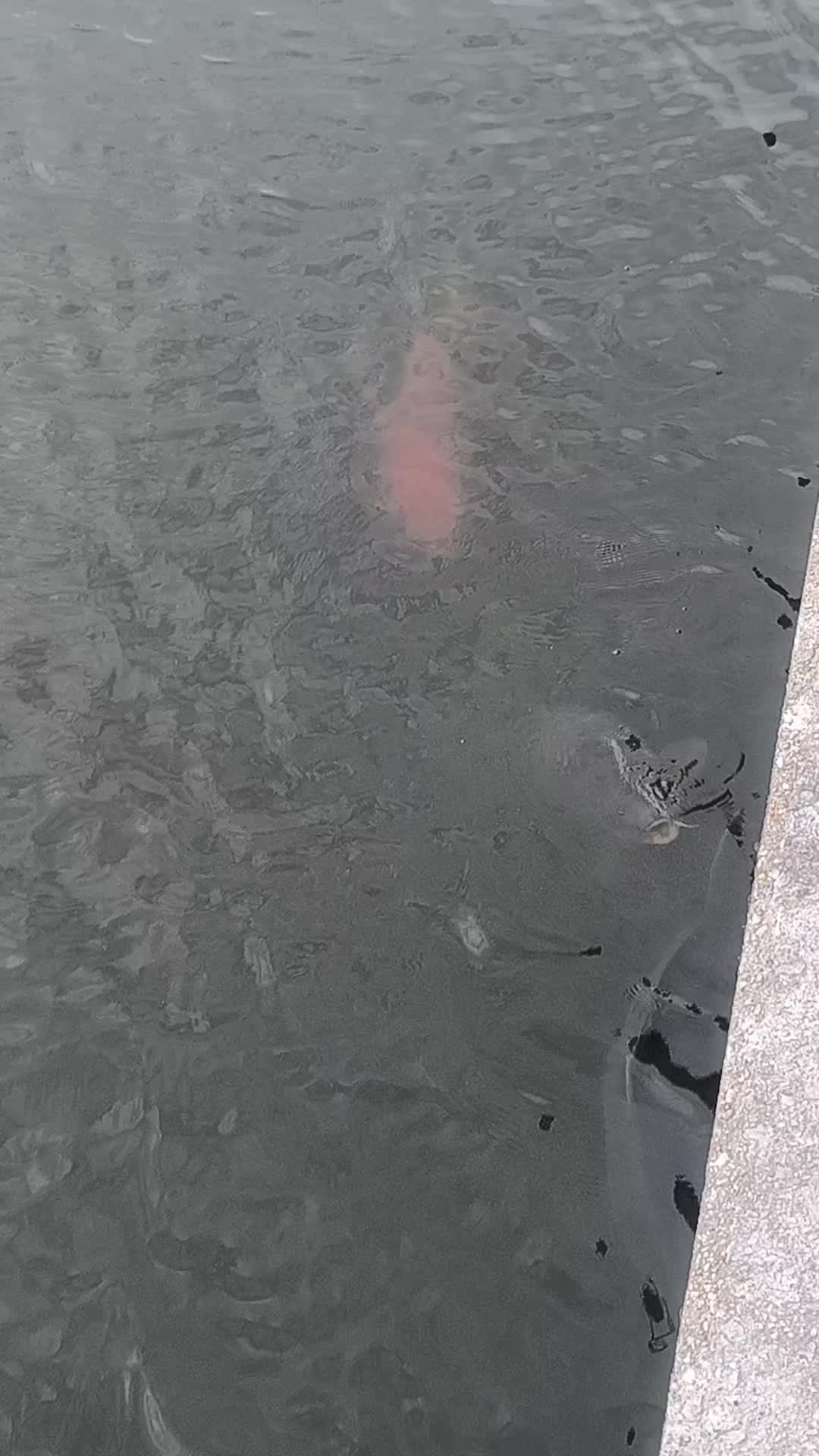 @Jocarpfishing