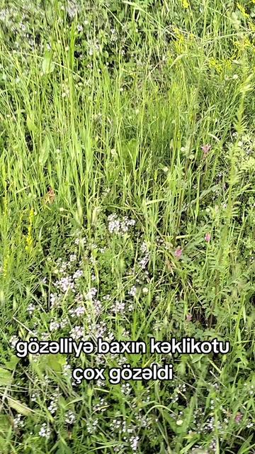 @Yegane.Laçınlı