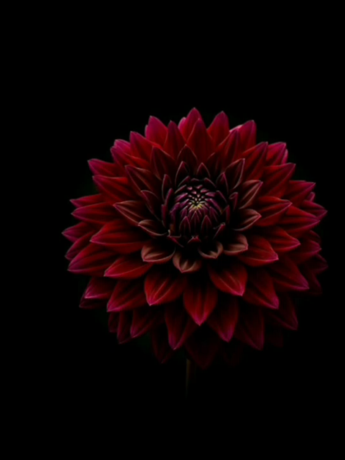 @𝟑𝟎𝟑 𝐑𝐞𝐱