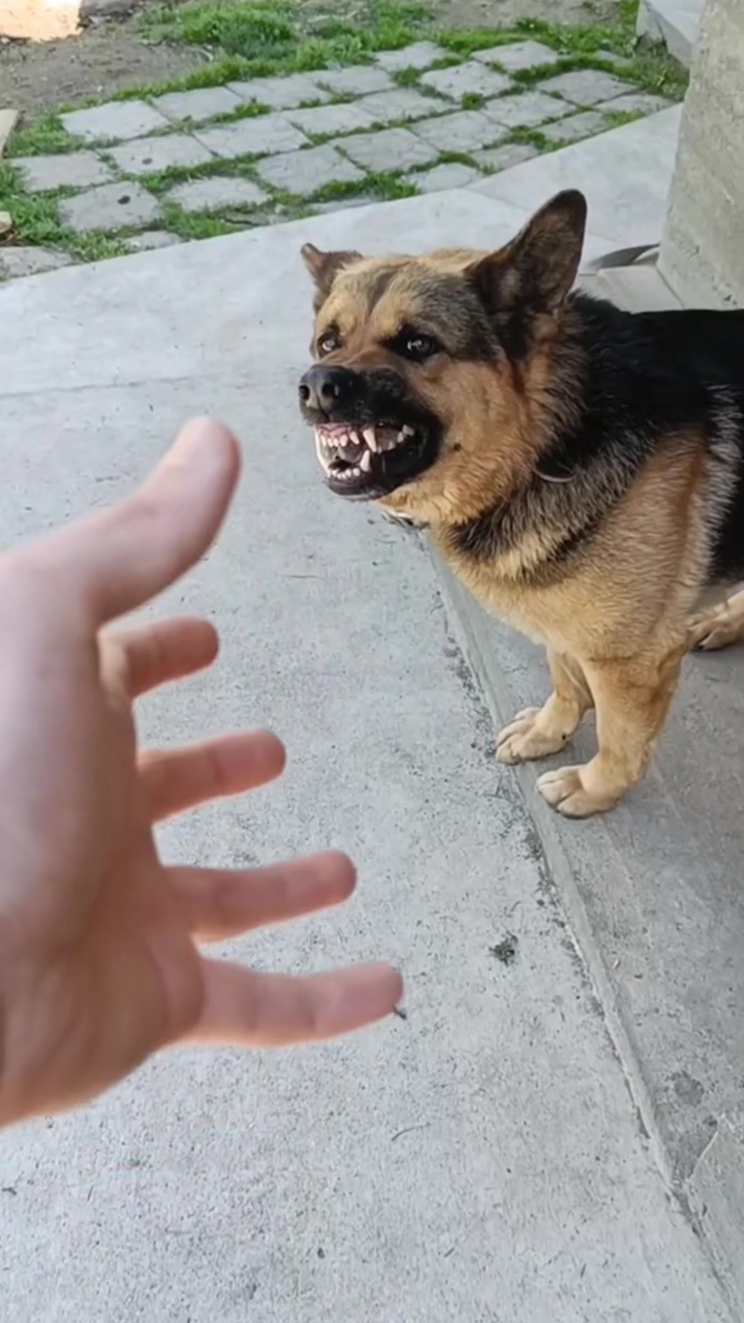 @Пушистики🐶