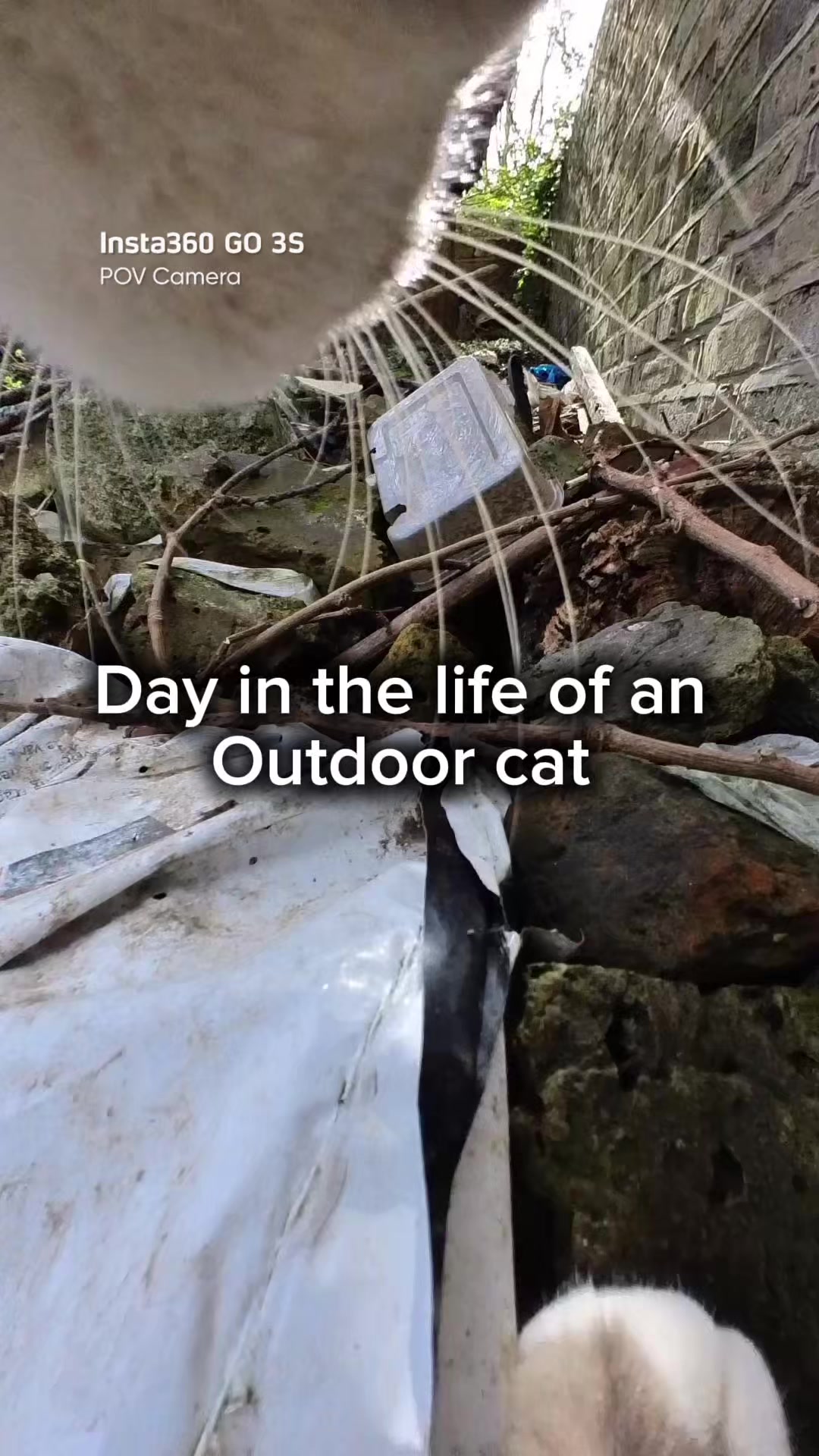 @Snowys_Life