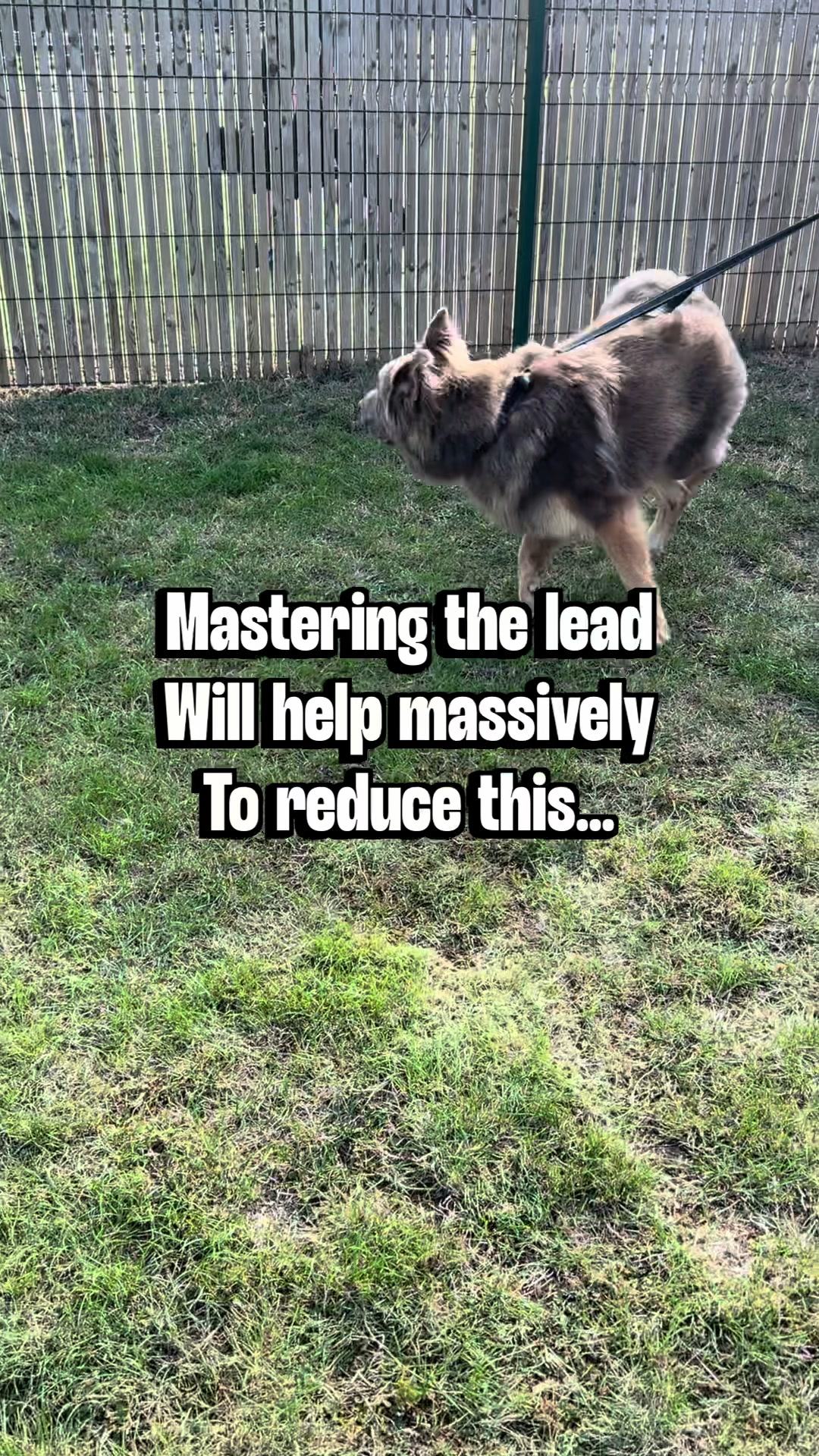 @SouthendDogTraining