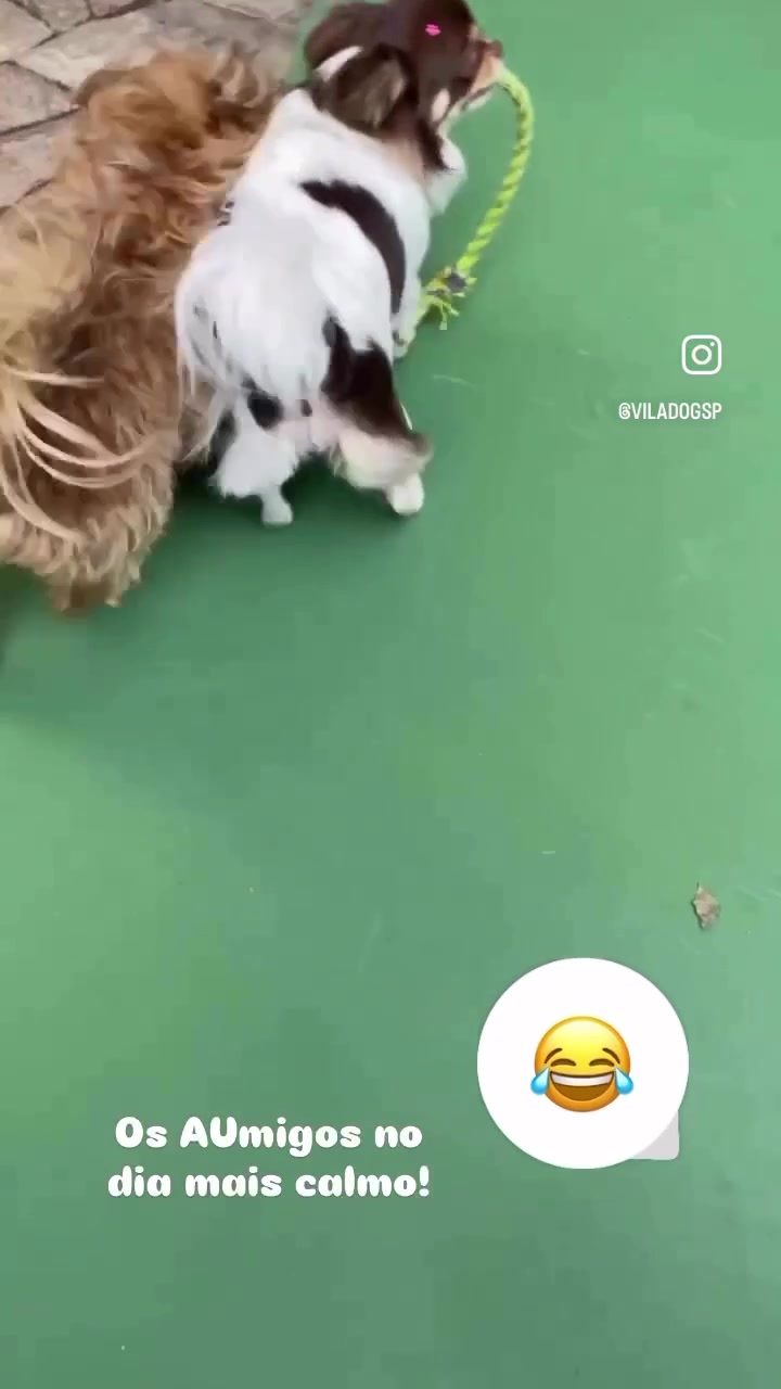 @Vila Dog | Daycare | Hotel Pet