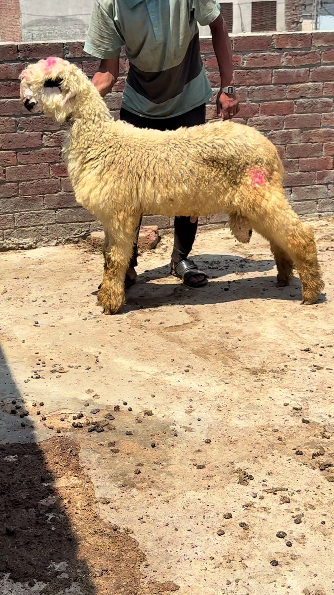 @Shiraz livestock