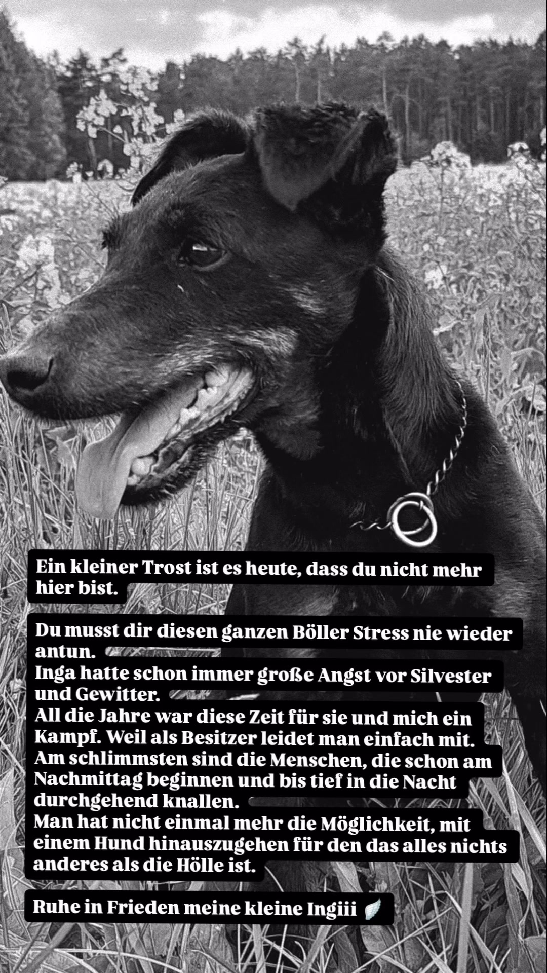 @miri_und_die_terrier