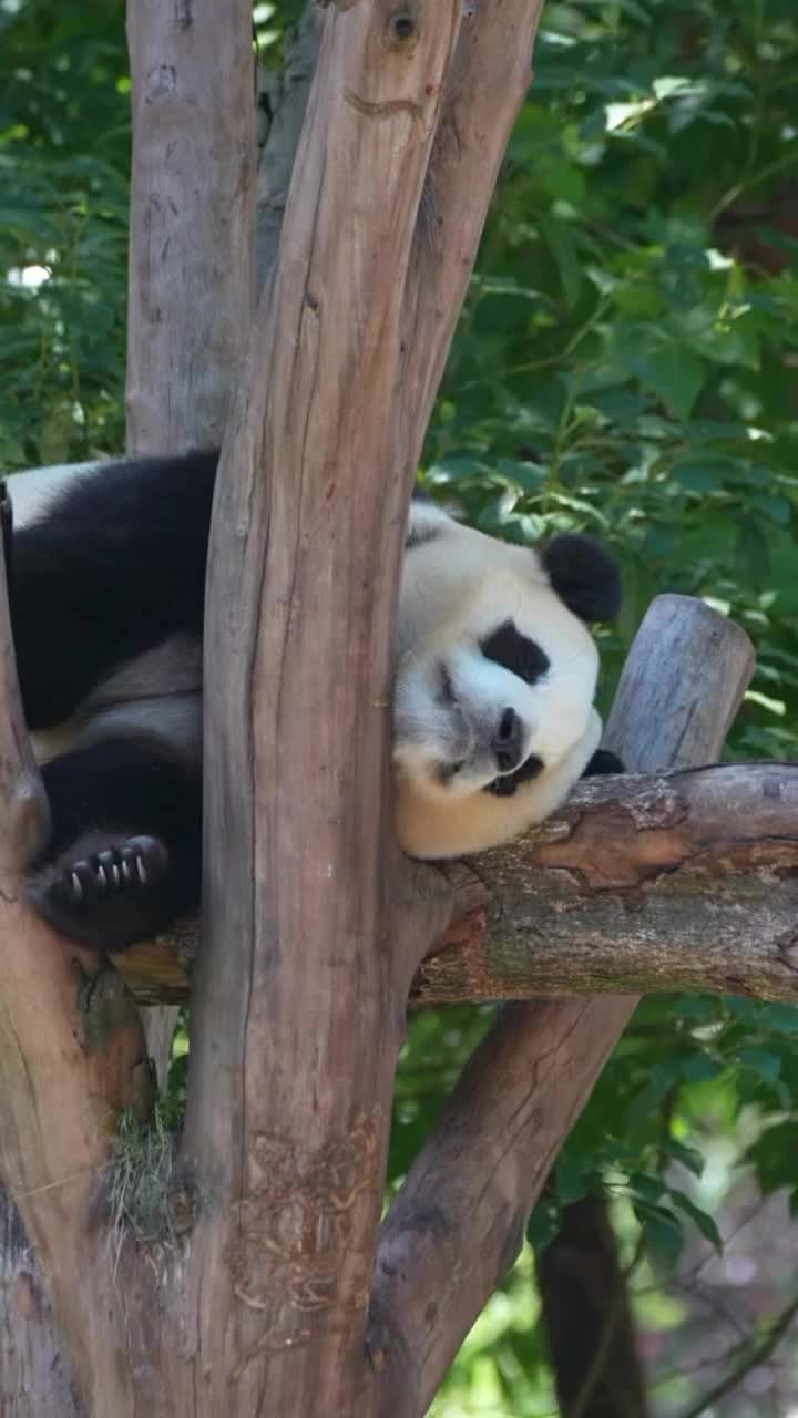 @pandy_pandaa