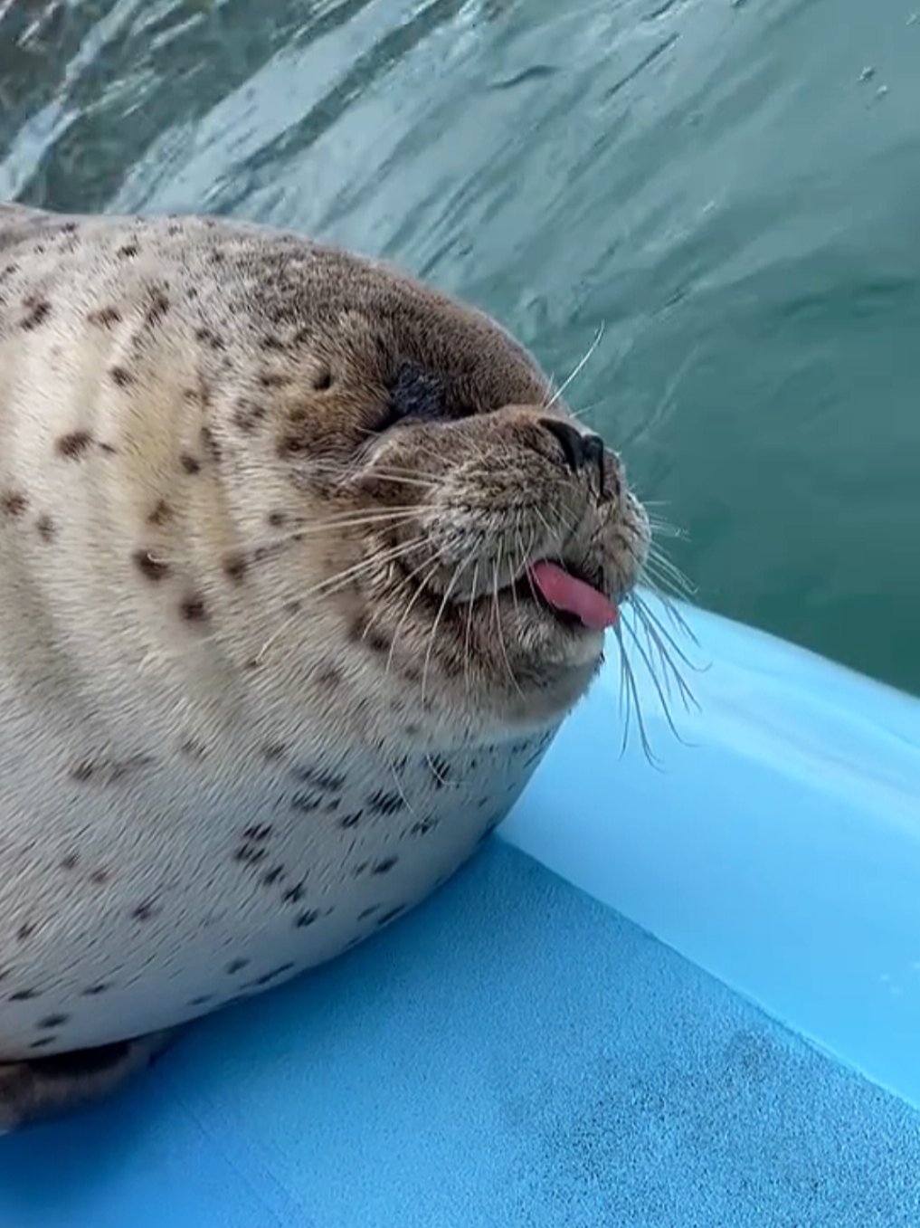 @🩷🎀 seal 🦭🩷