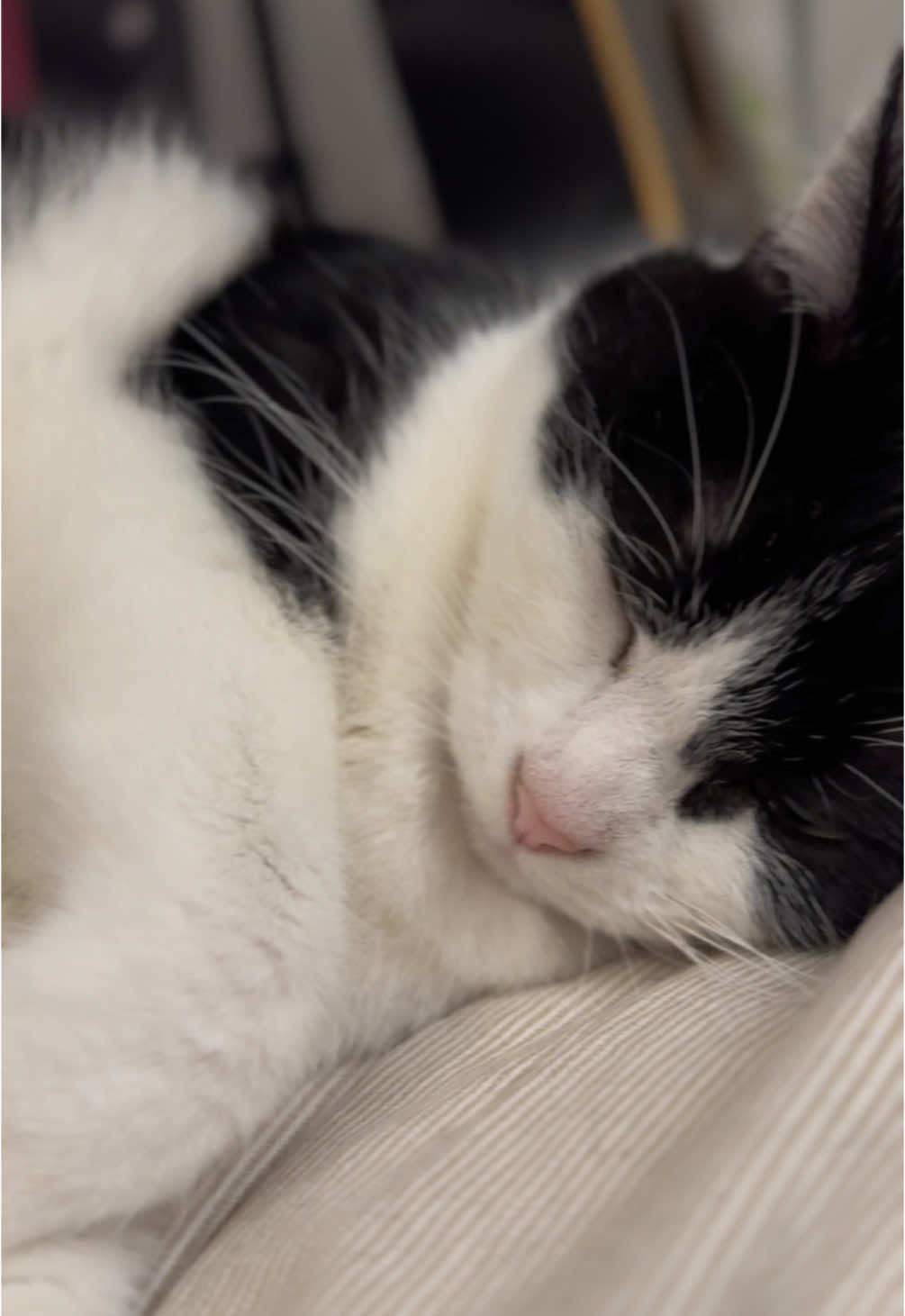 @Kobe the Kitty