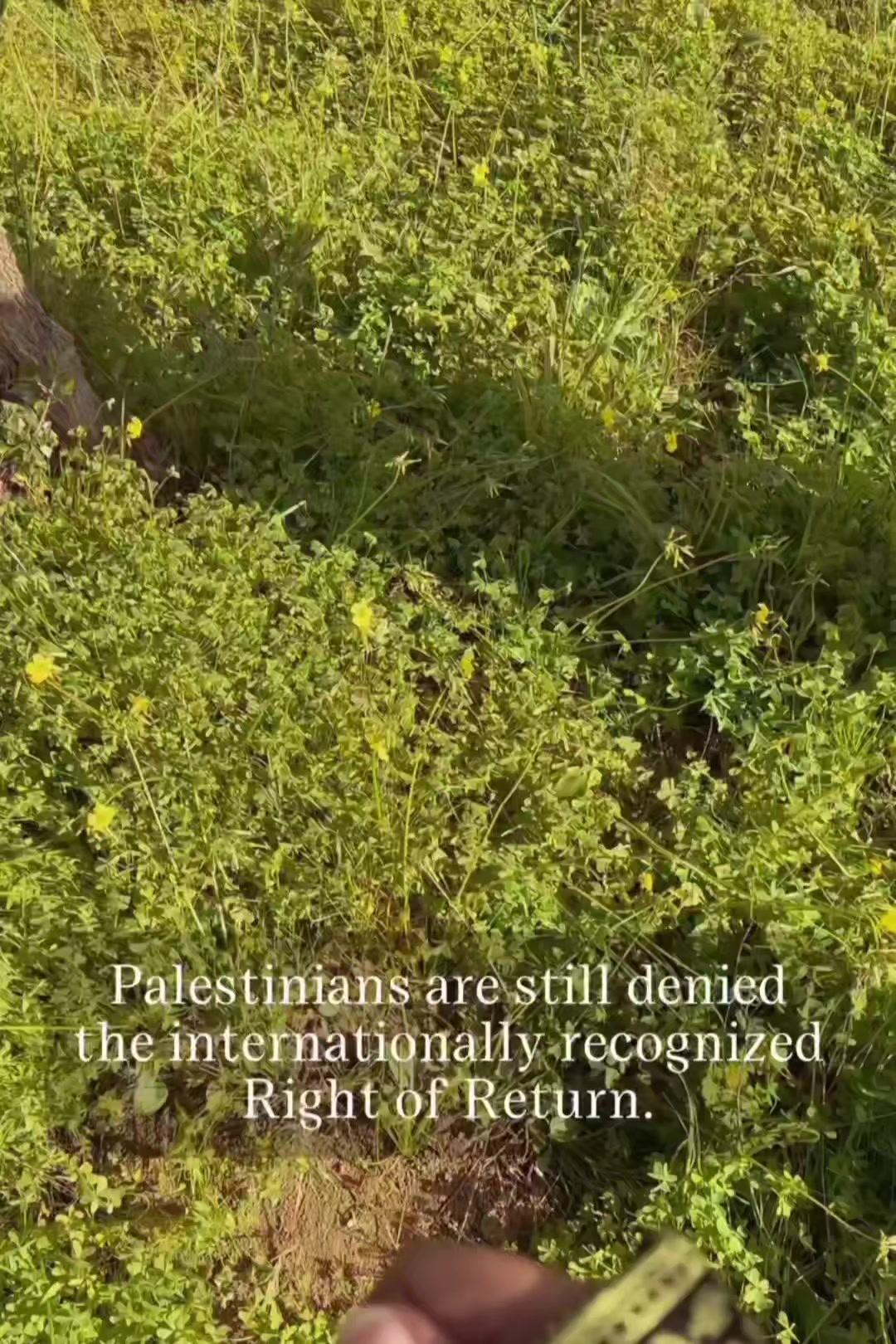 @Amina🇮🇪🇵🇸