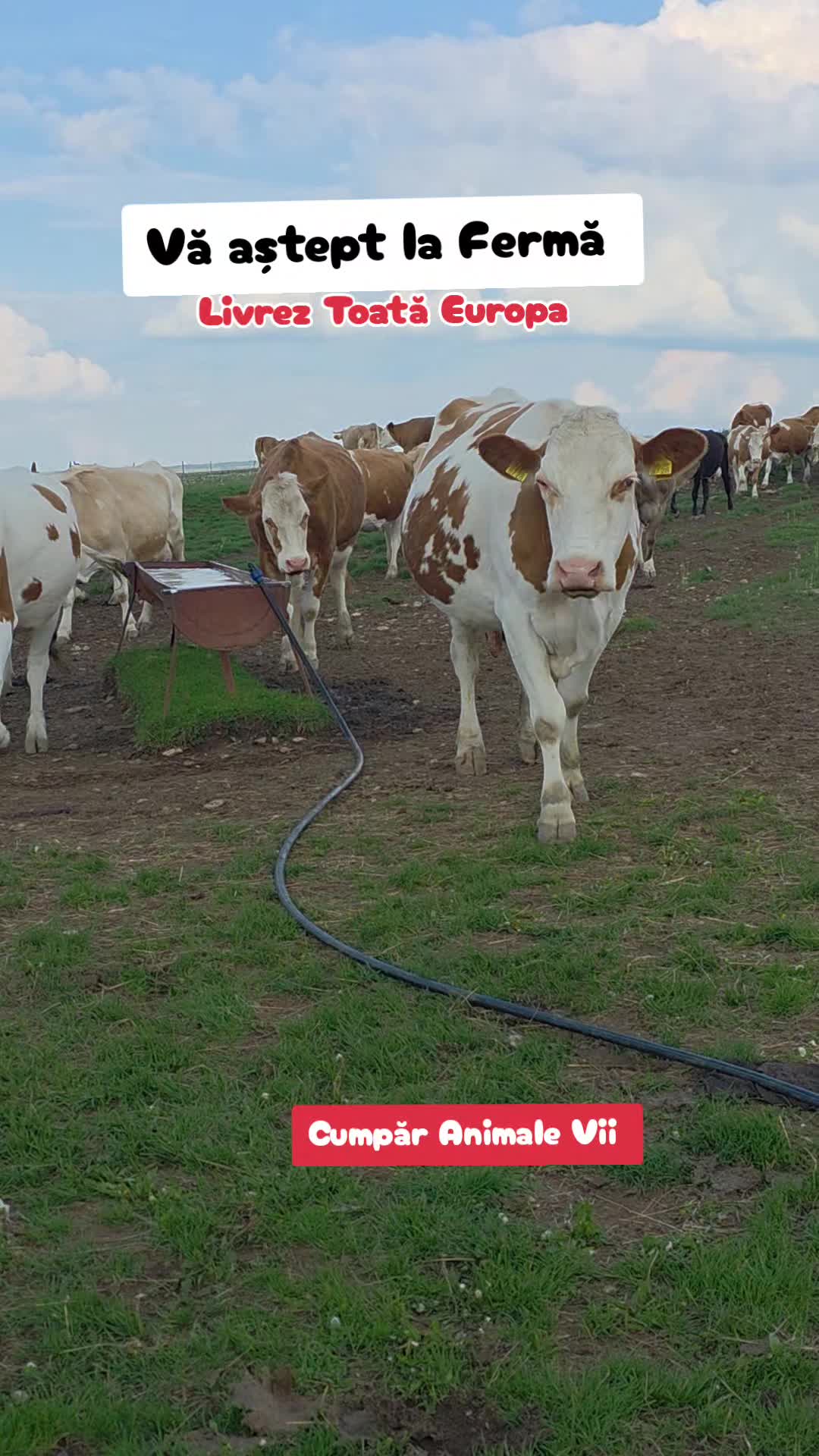 @OglindaVenetiana