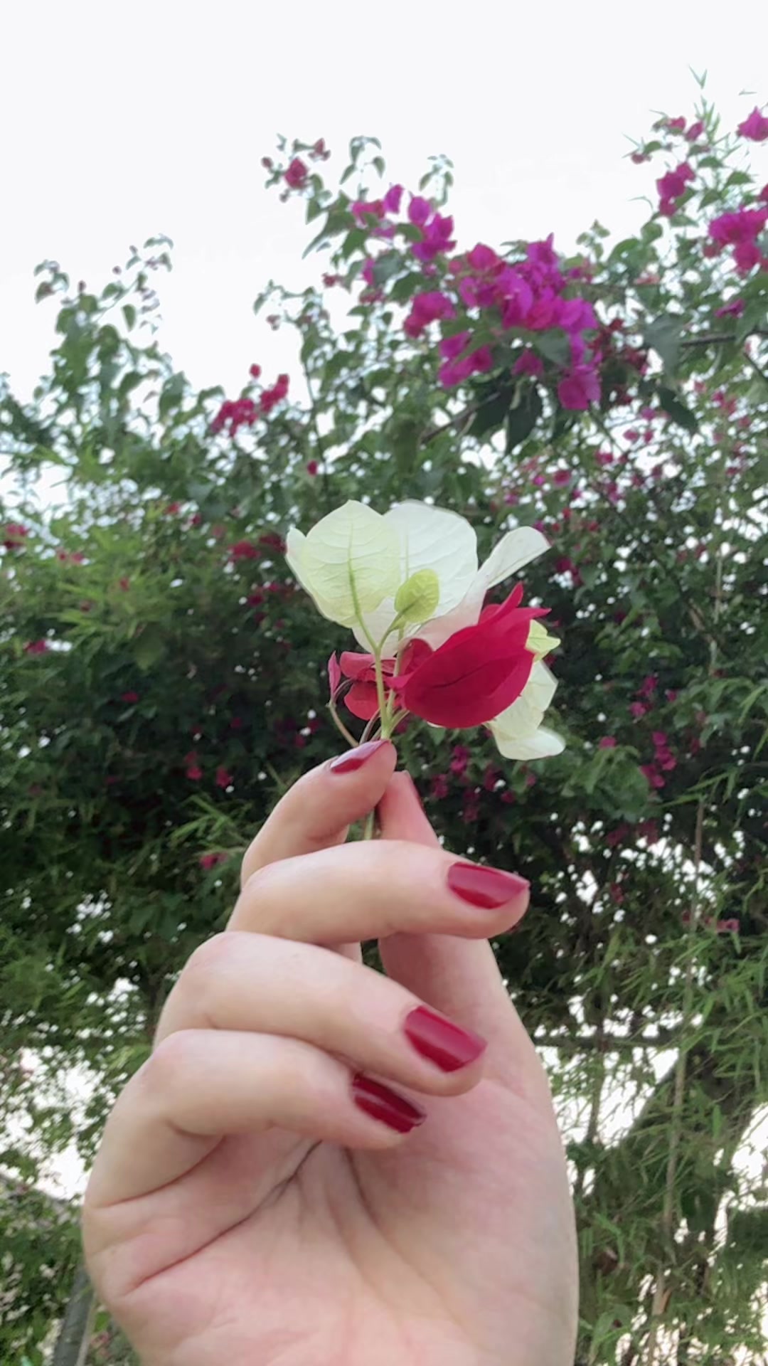 @F A T I M A 🥀