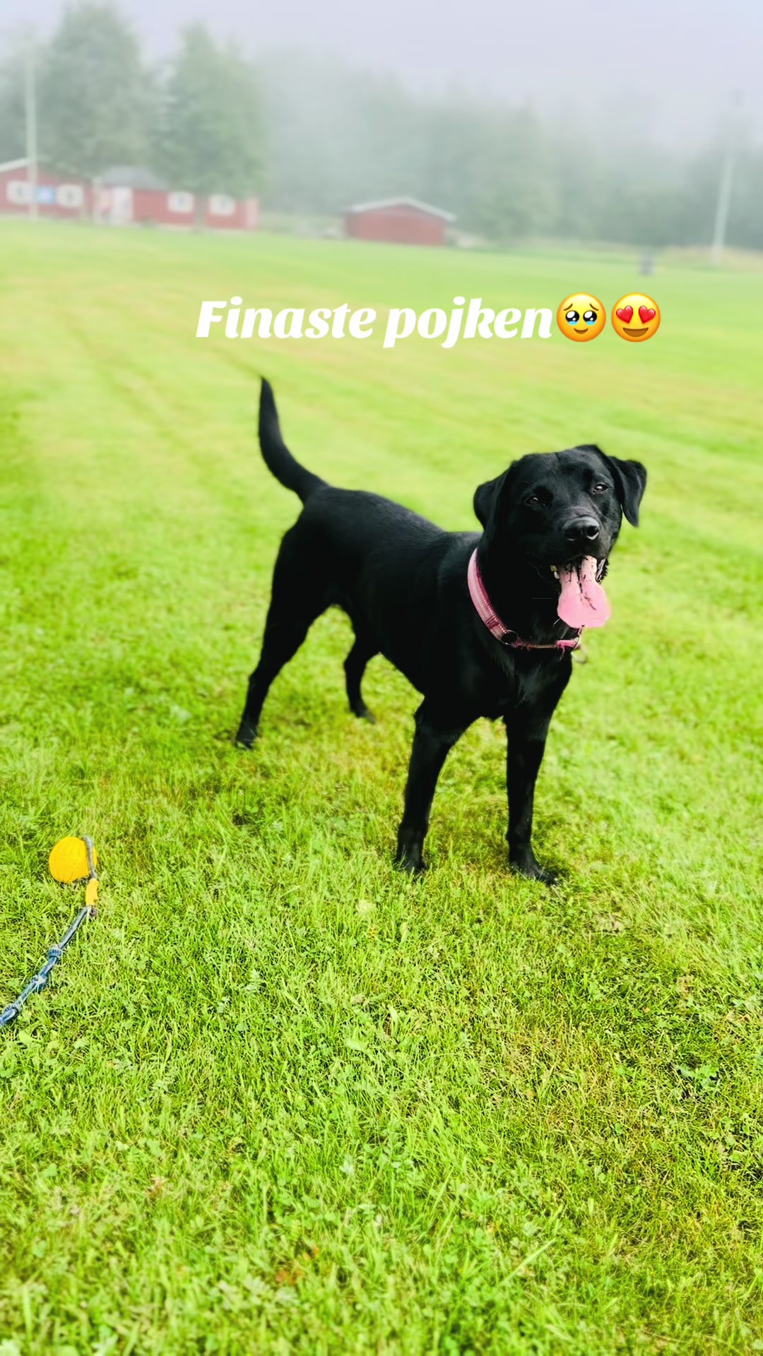 @dutch_lab_stories