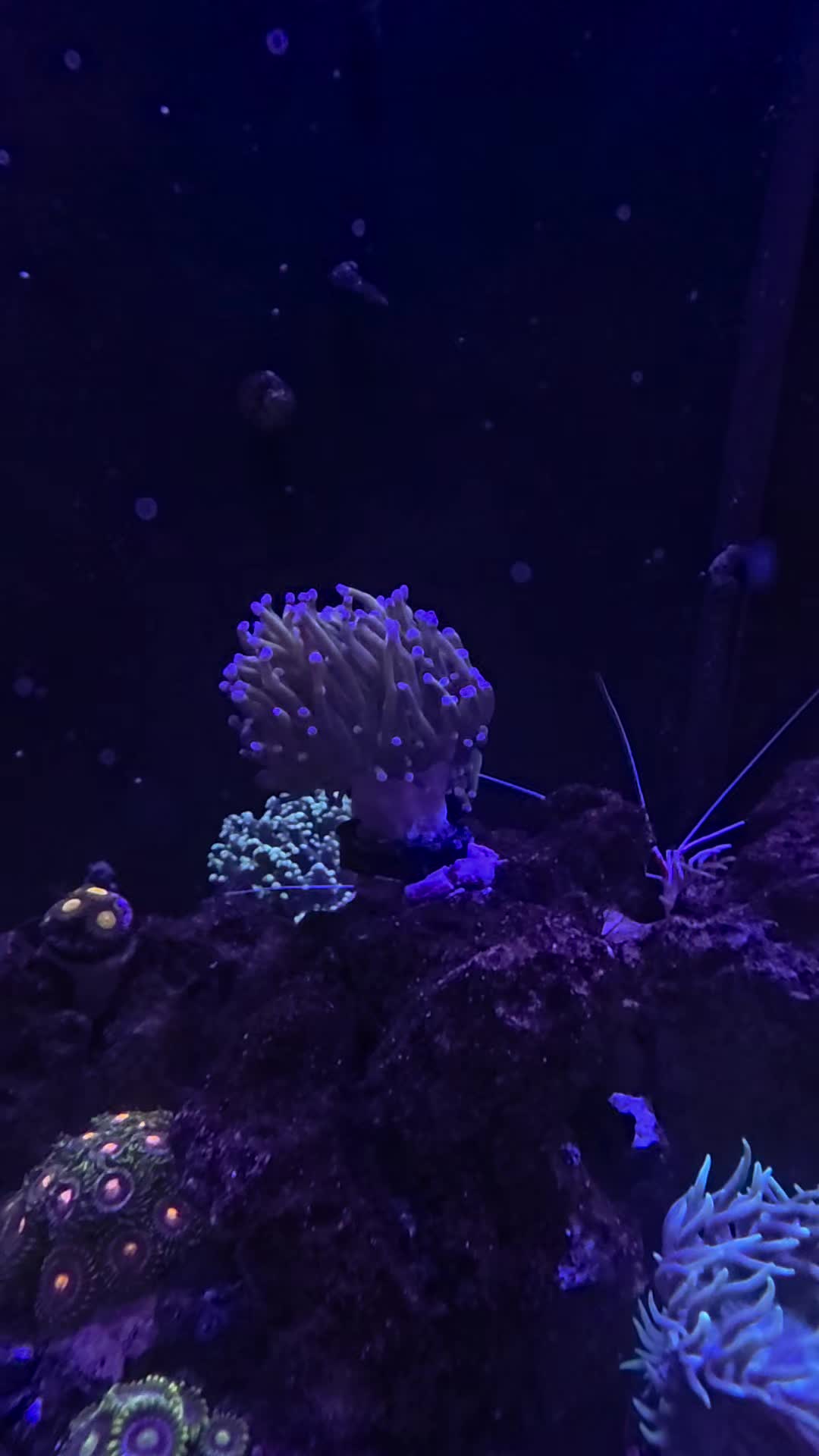 @Jays reef