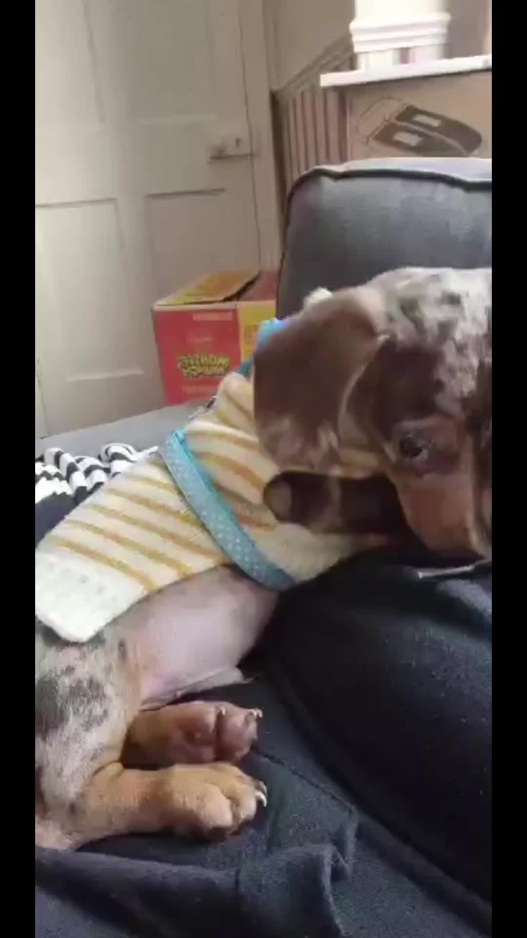 @Choritzo chipolata🐾