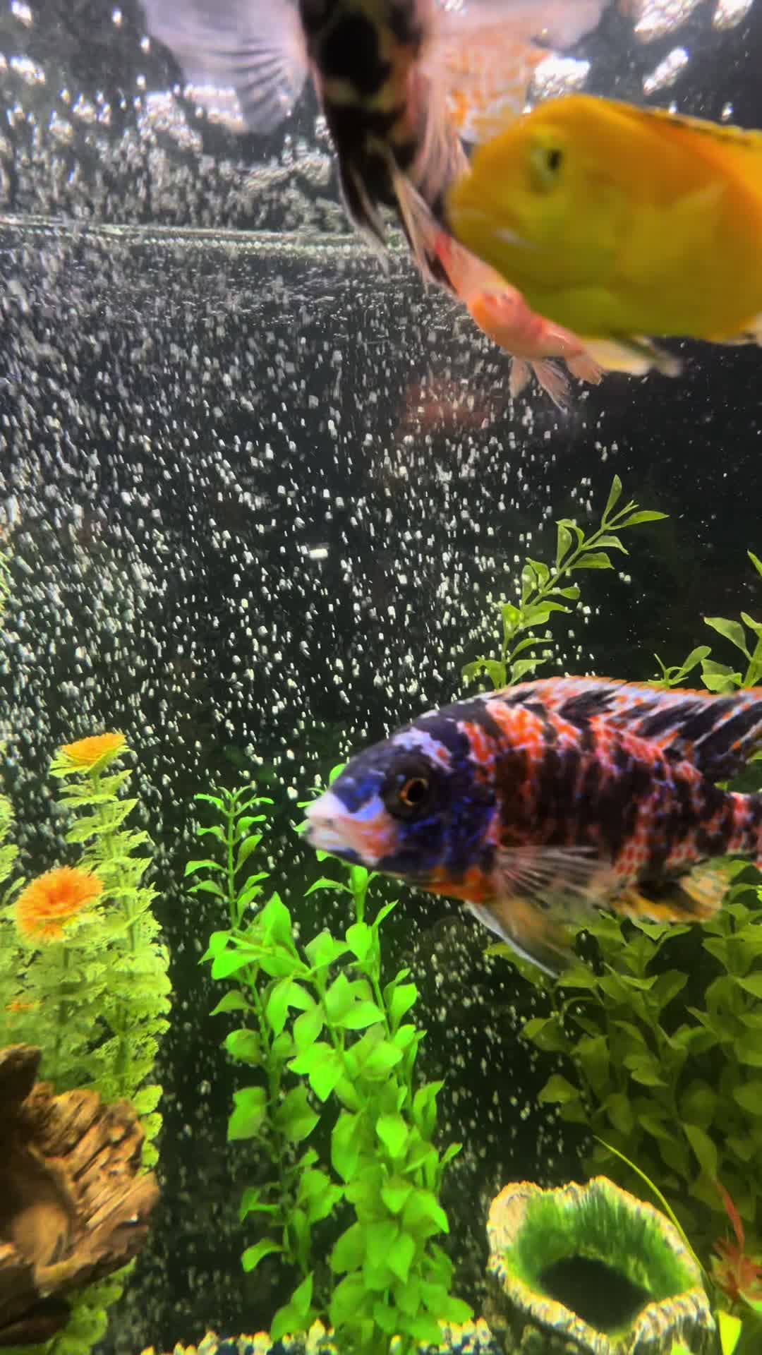 @Cichlid Chief