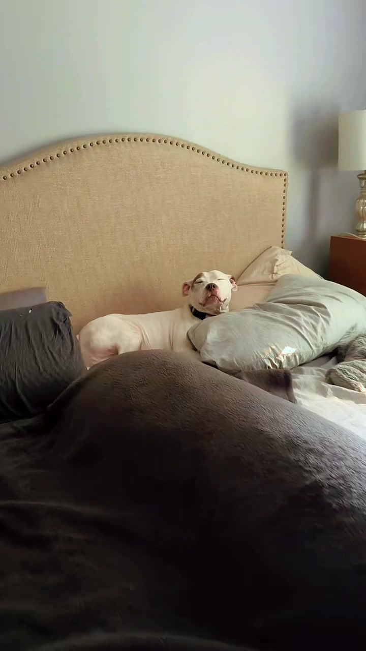 @Chewy The Pitbull