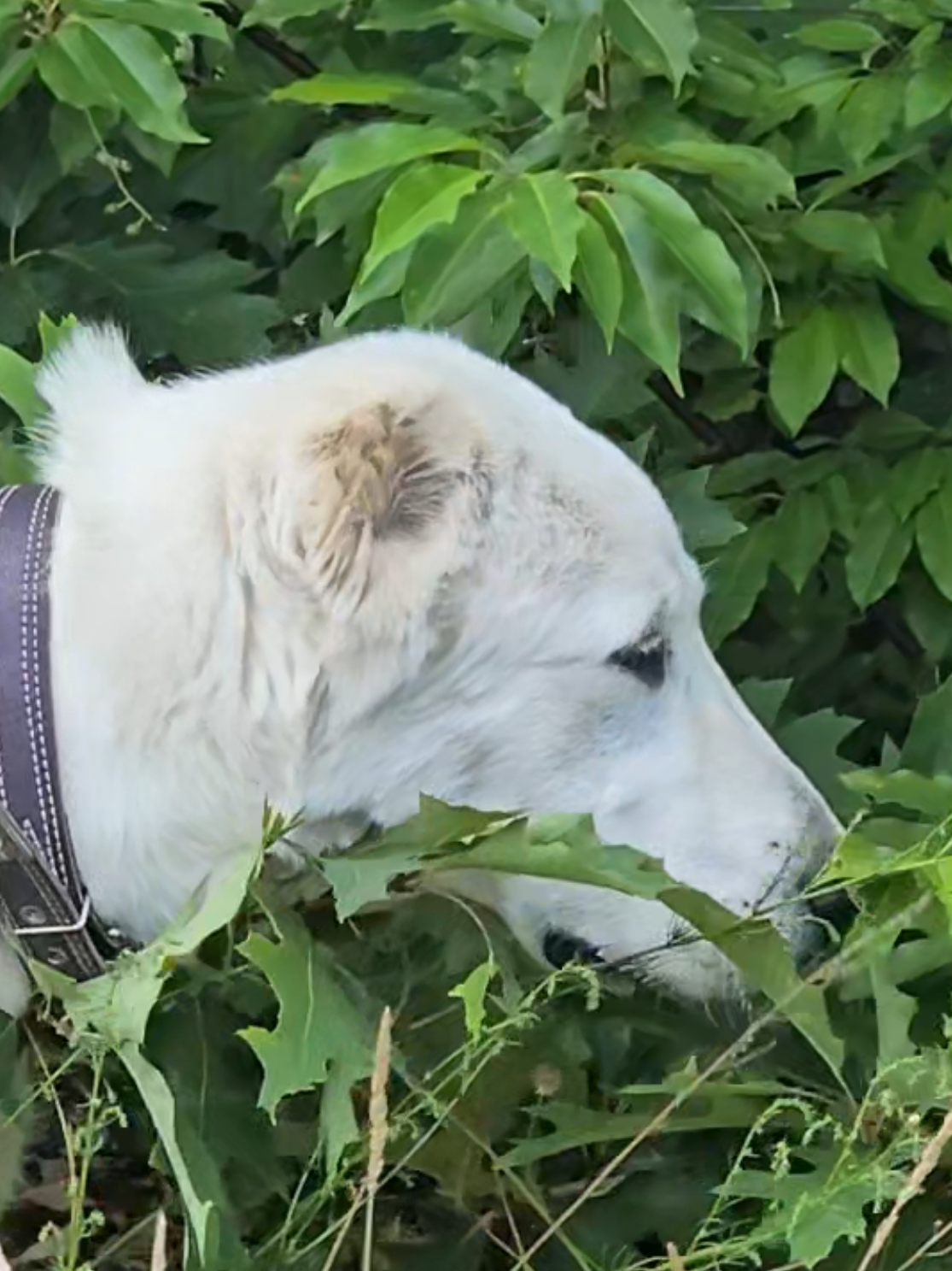 @ABELHAYATKENNEL