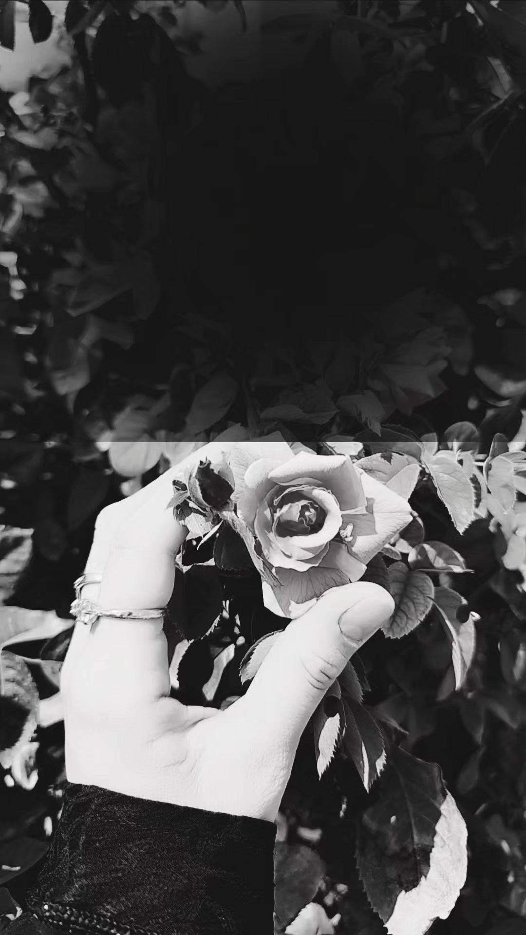 @عبير الورد🍃❤️