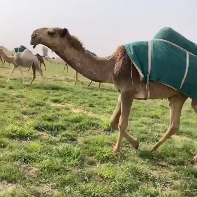 @عذب