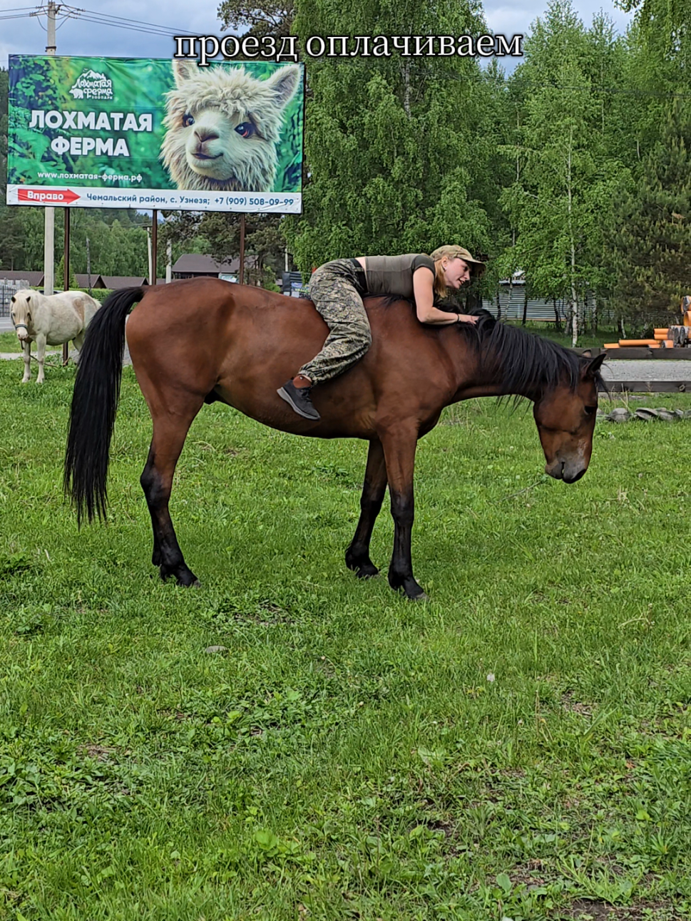 @tg: altaihorses