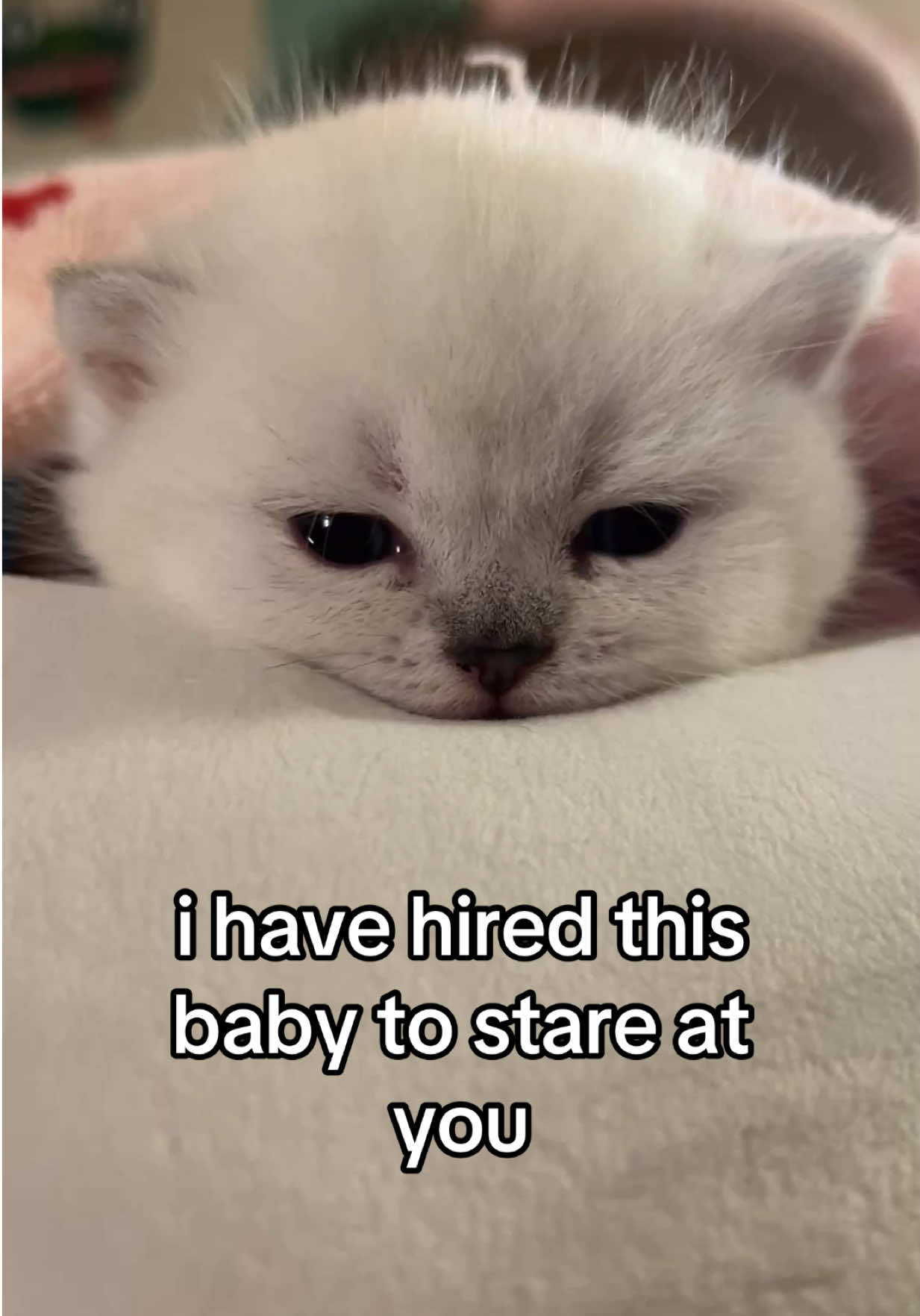 @honey butter chicken biscuit