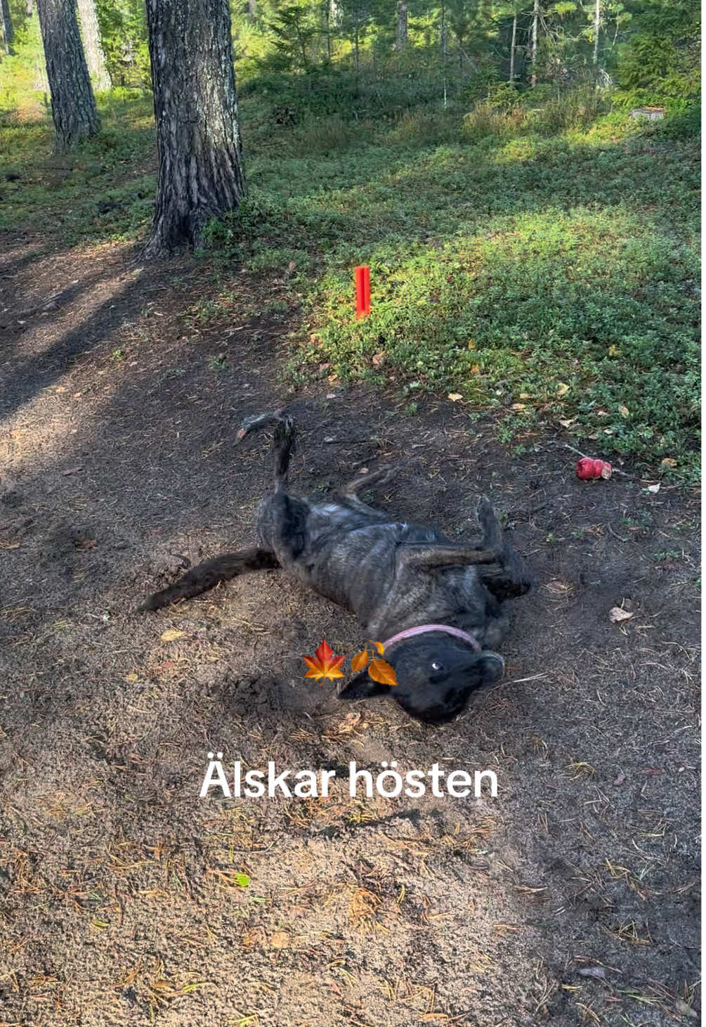 @dutch_lab_stories