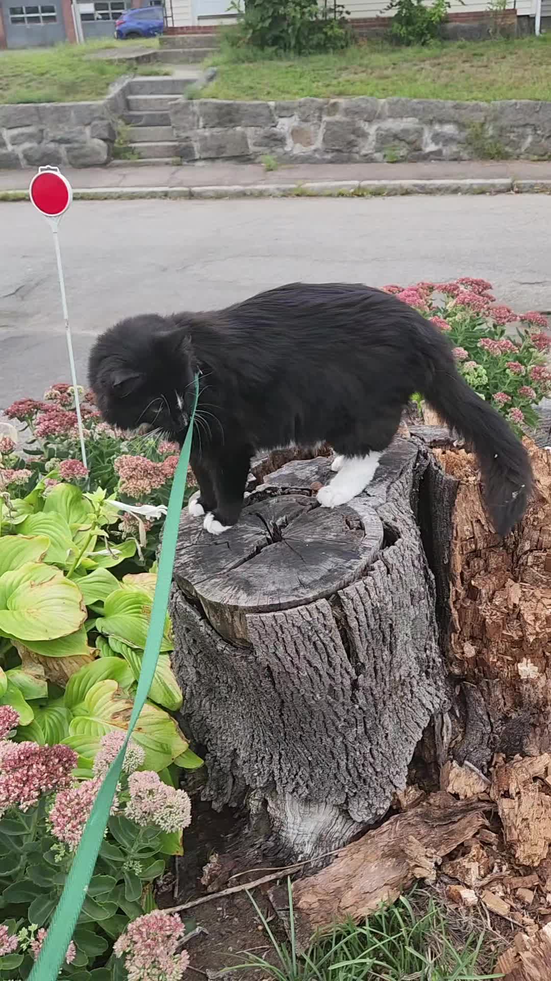 @foodandcats