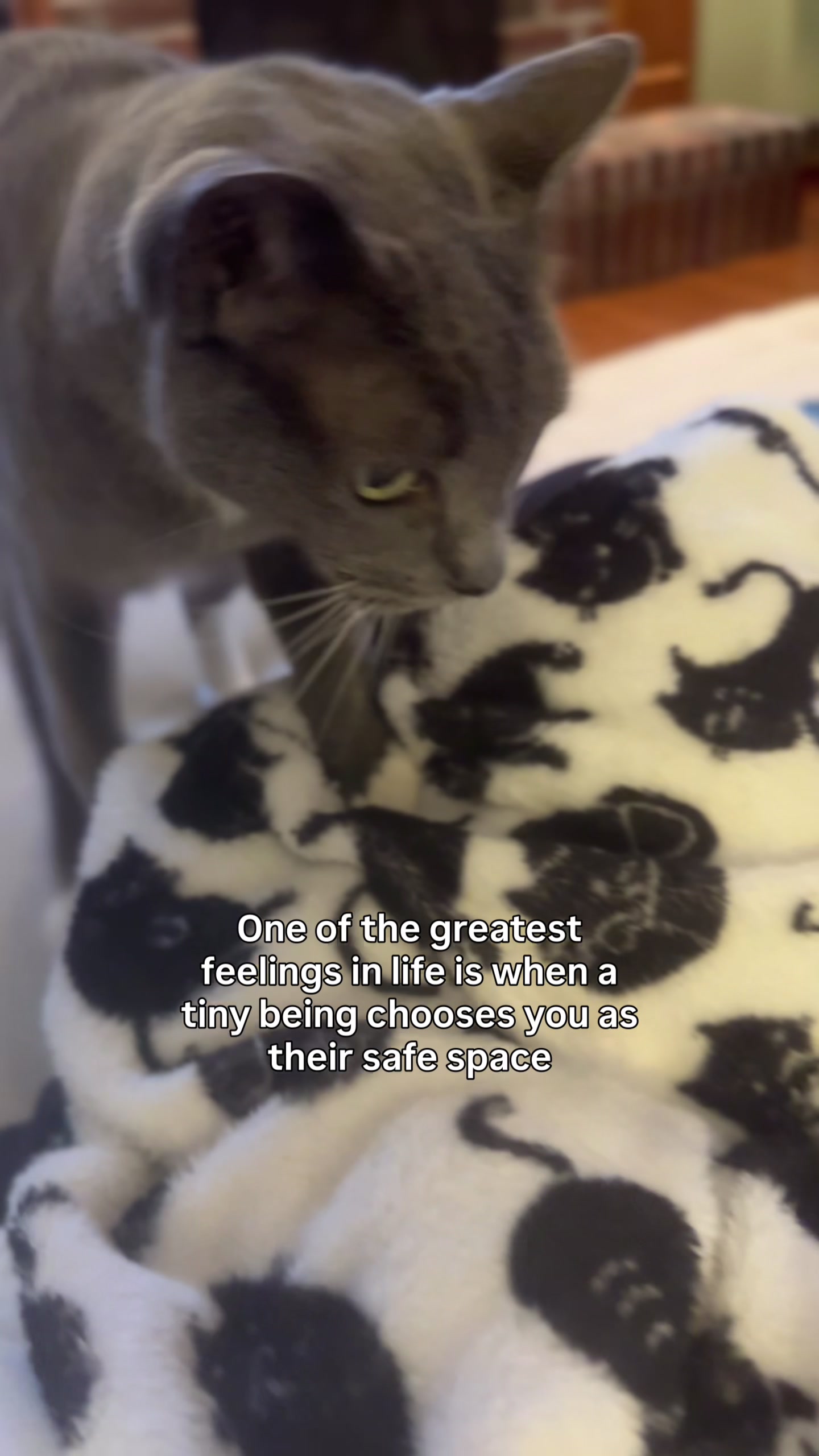 @purrfectinfluencer