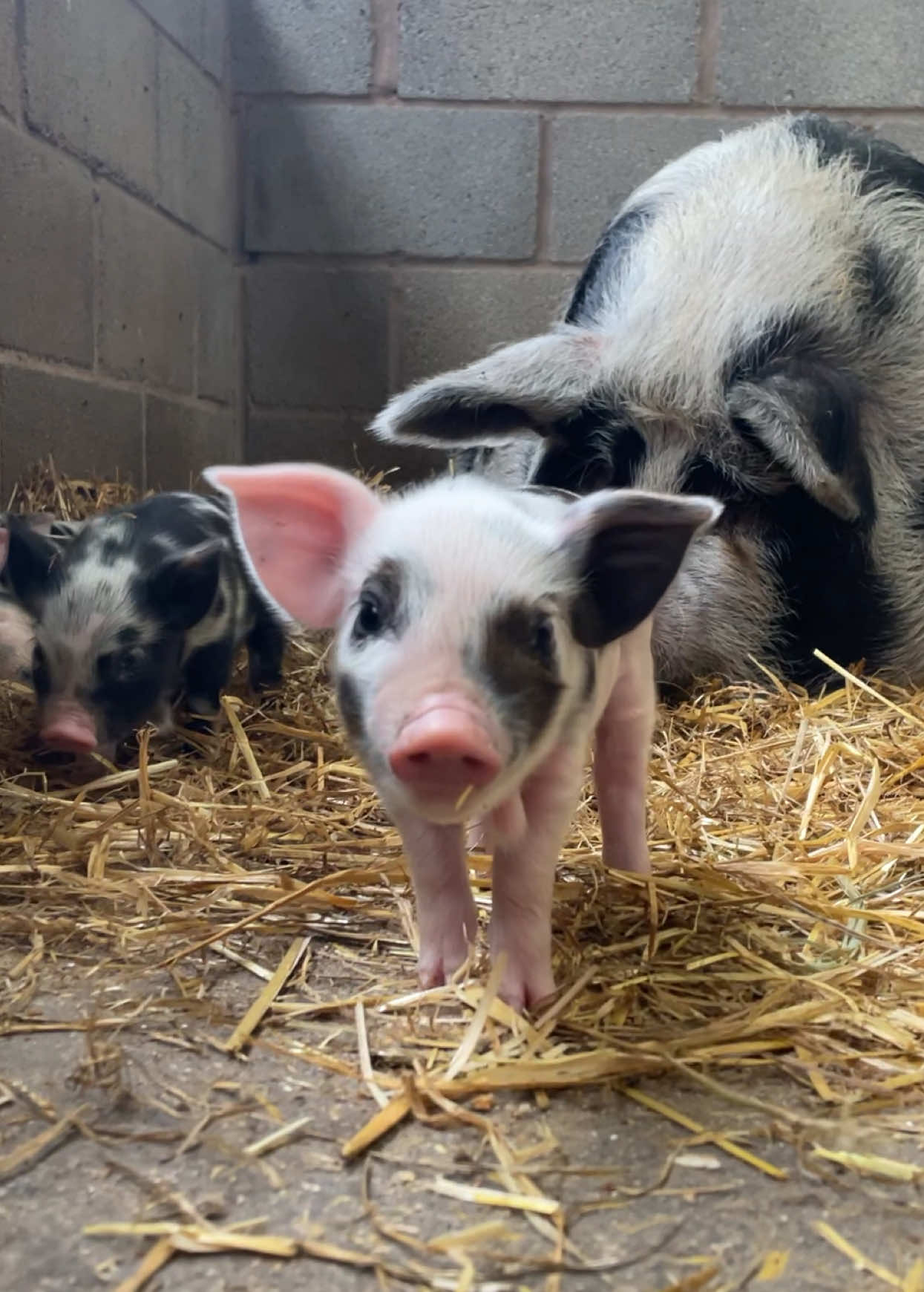 @Smithills Open Farm