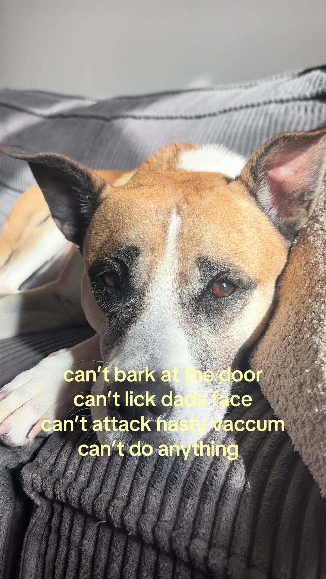 @Moo & Robyn 🐾 | UGC Creator