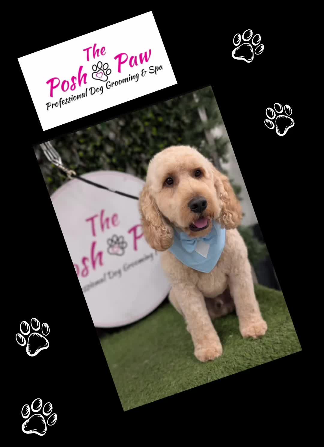 @The posh paw