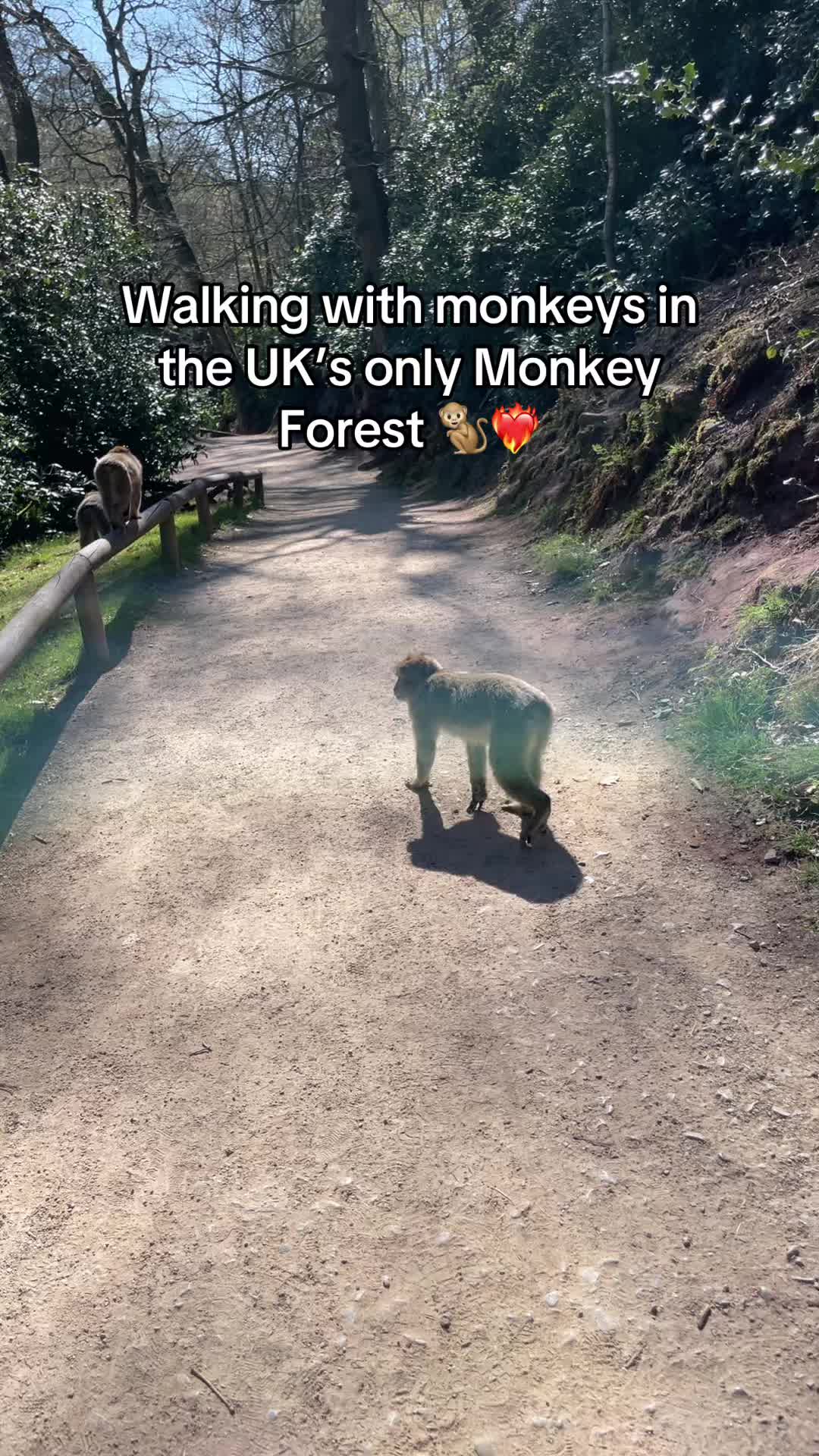 @Monkey Forest