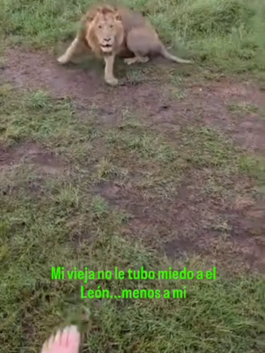 @Lion Sightings