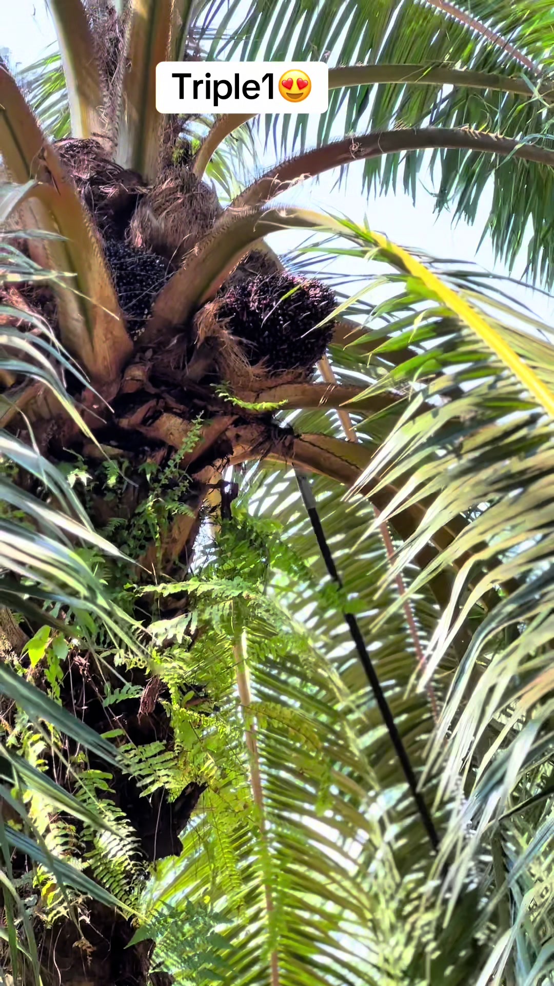 @Harry palm oil