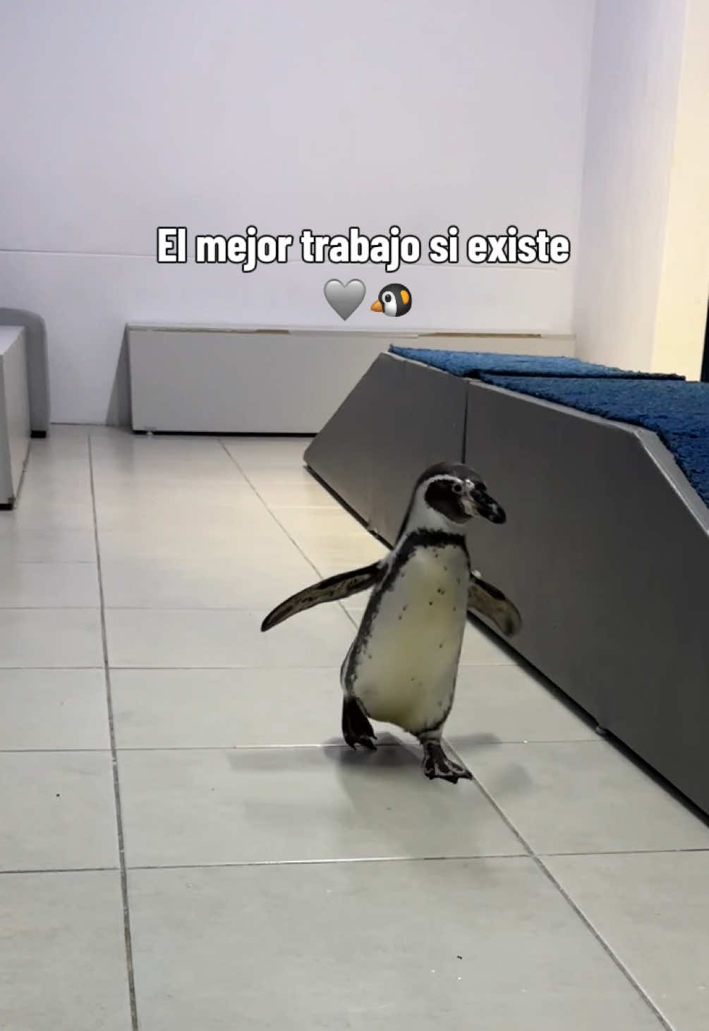 @Pao