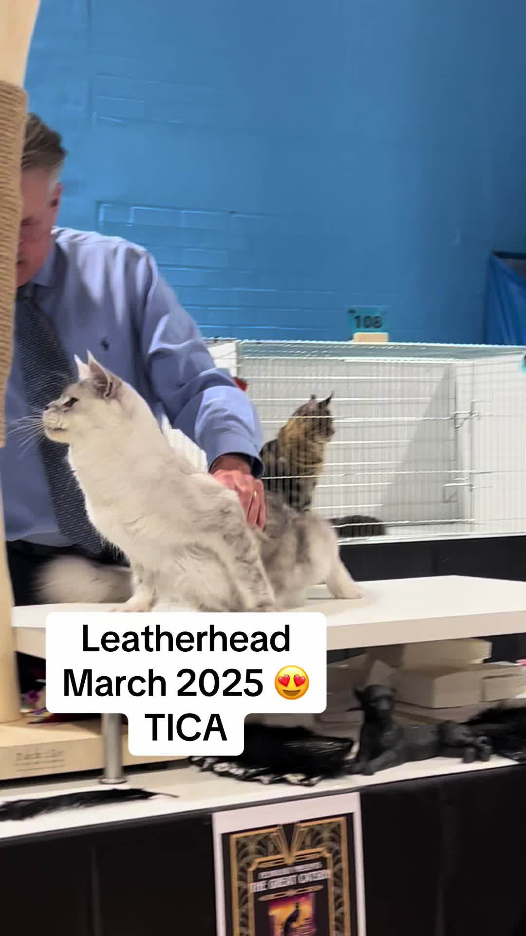 @Meercats MaineCoon