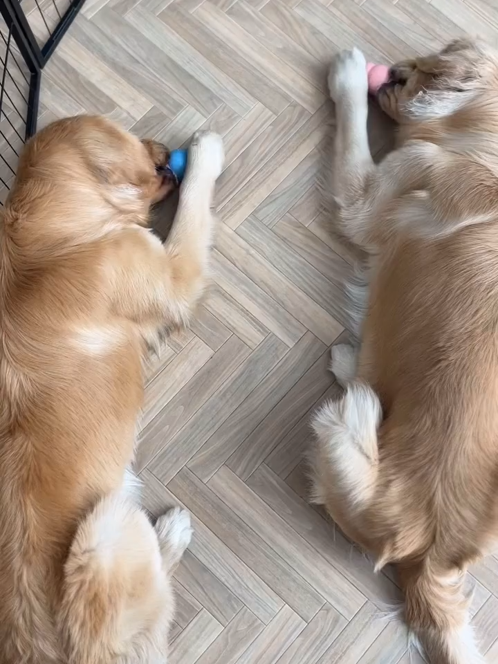 @tovagoldtwins