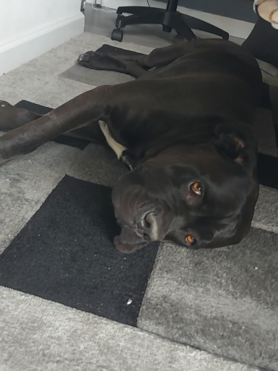 @Canecorspuppy