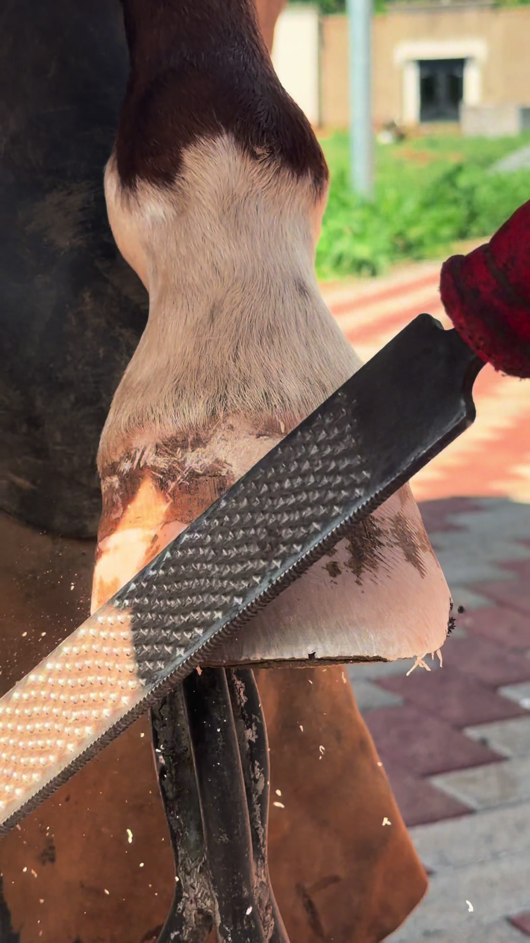 @EQUINOVET NICARAGUA