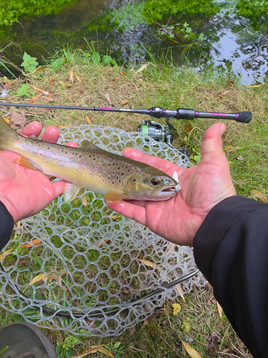 @BF Angler