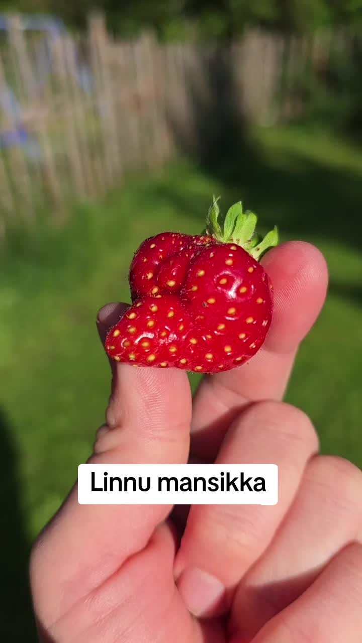 @Kalakettuu