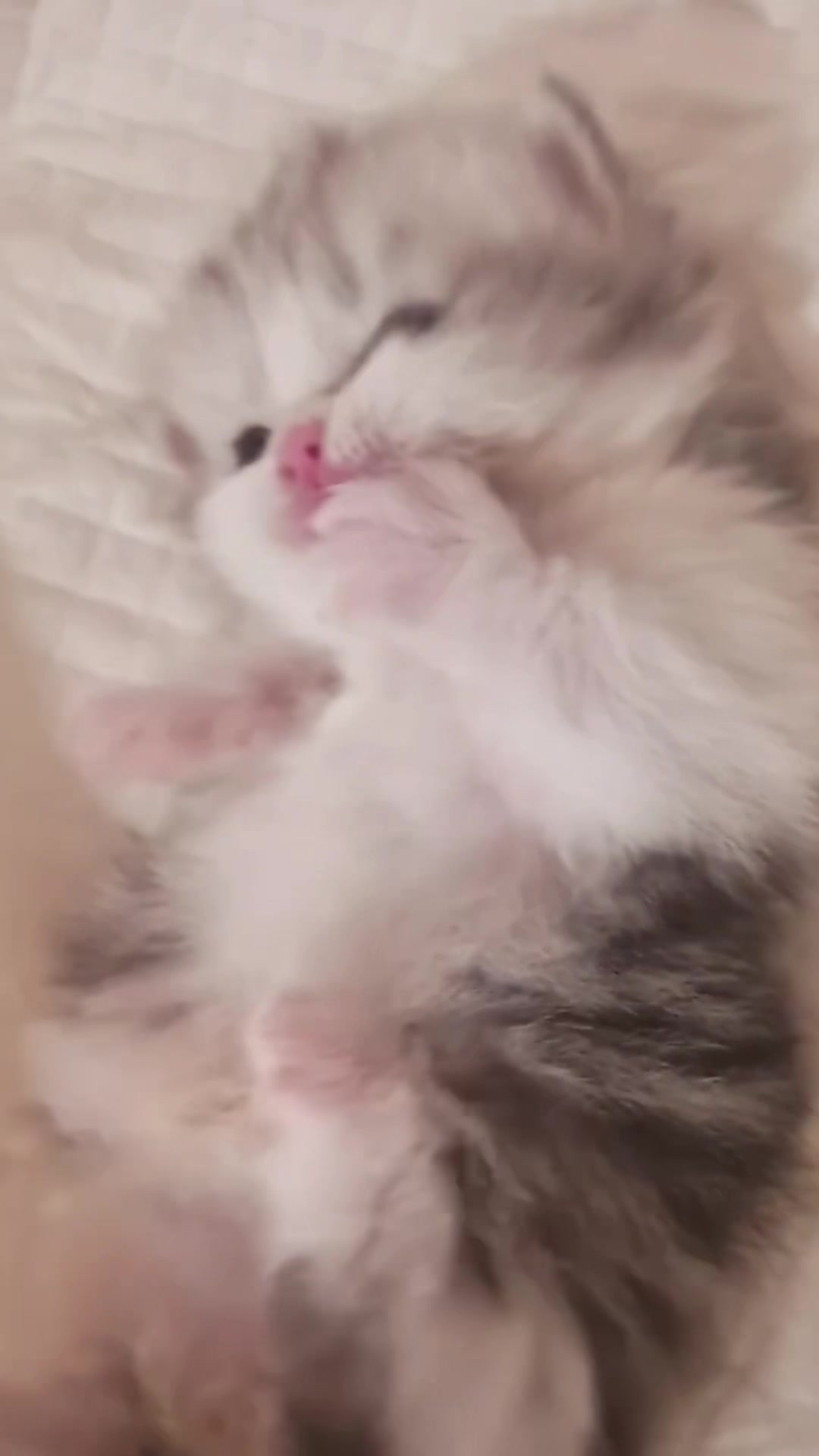 @catbosssss