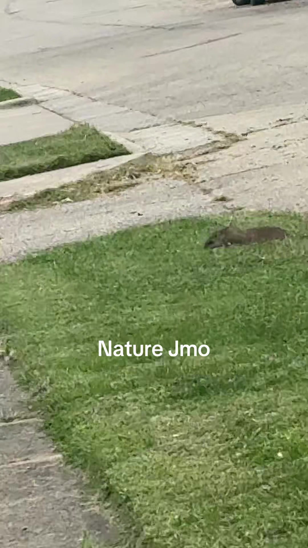 @Streamerjmo