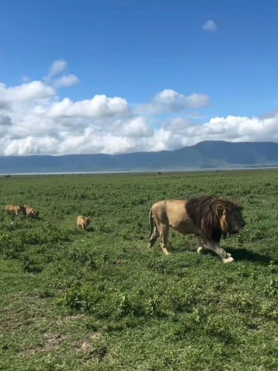 @Lion Sightings