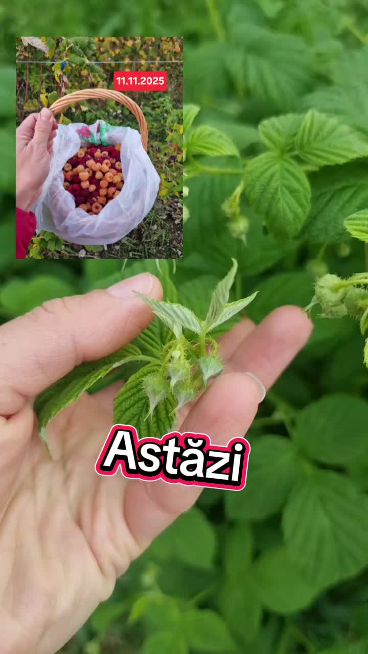 @🍎Din natură & Din tradiție