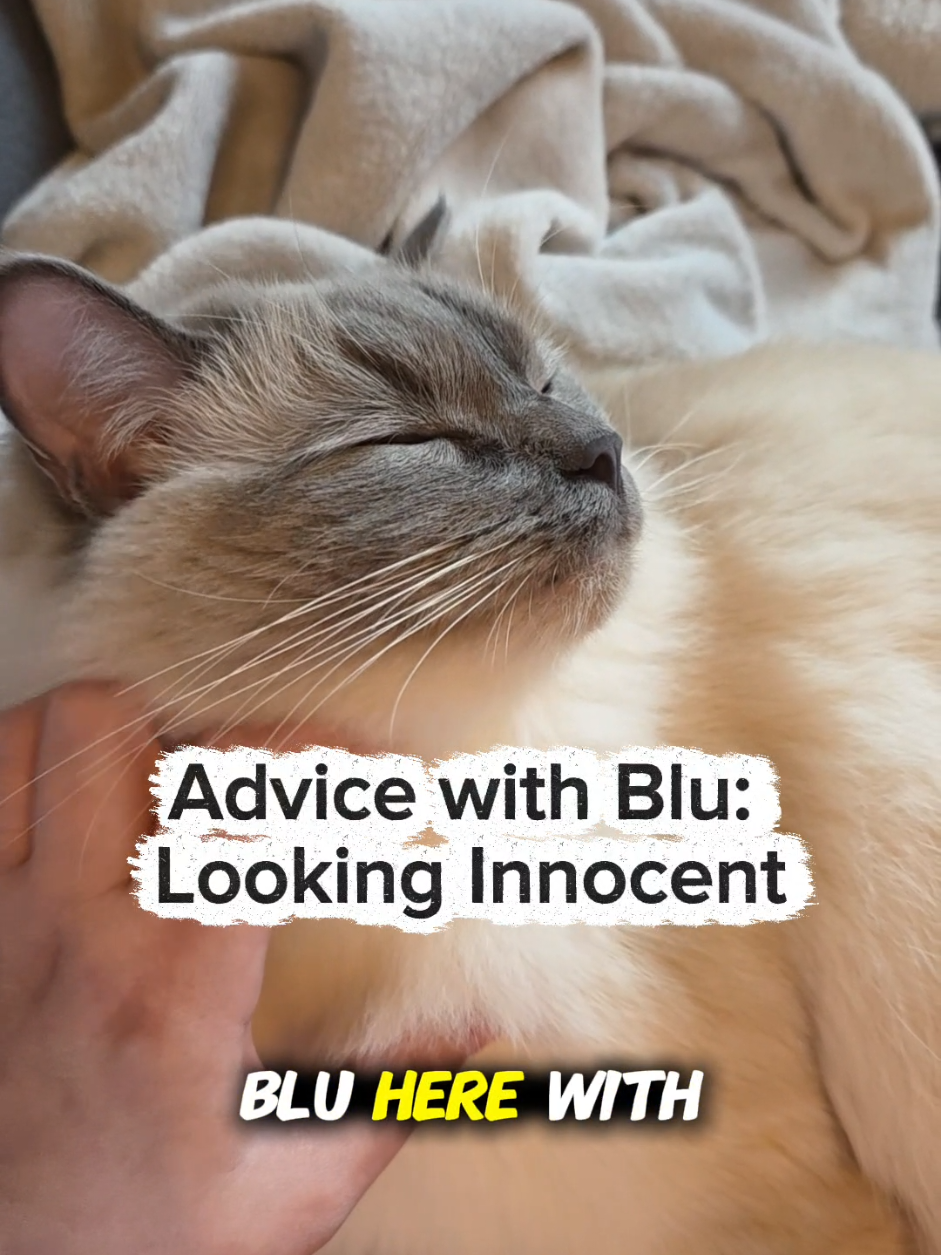 @DailyDoseOfBlu💙