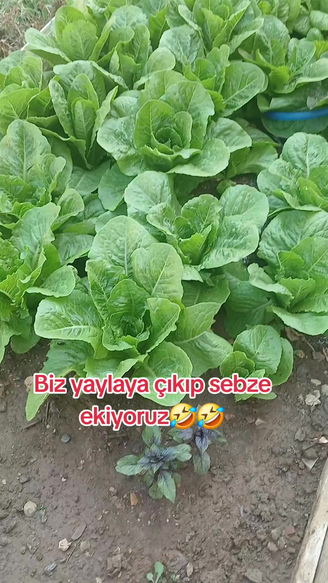 @Meryem ŞİMŞEK
