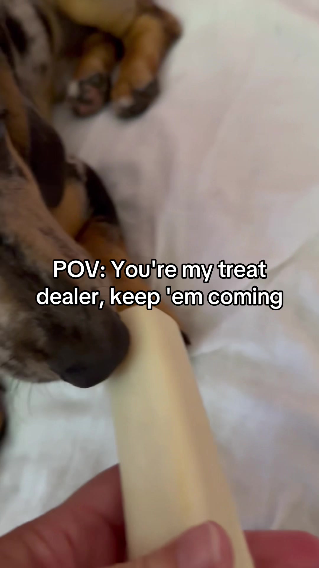 @Maverick The Dachshund