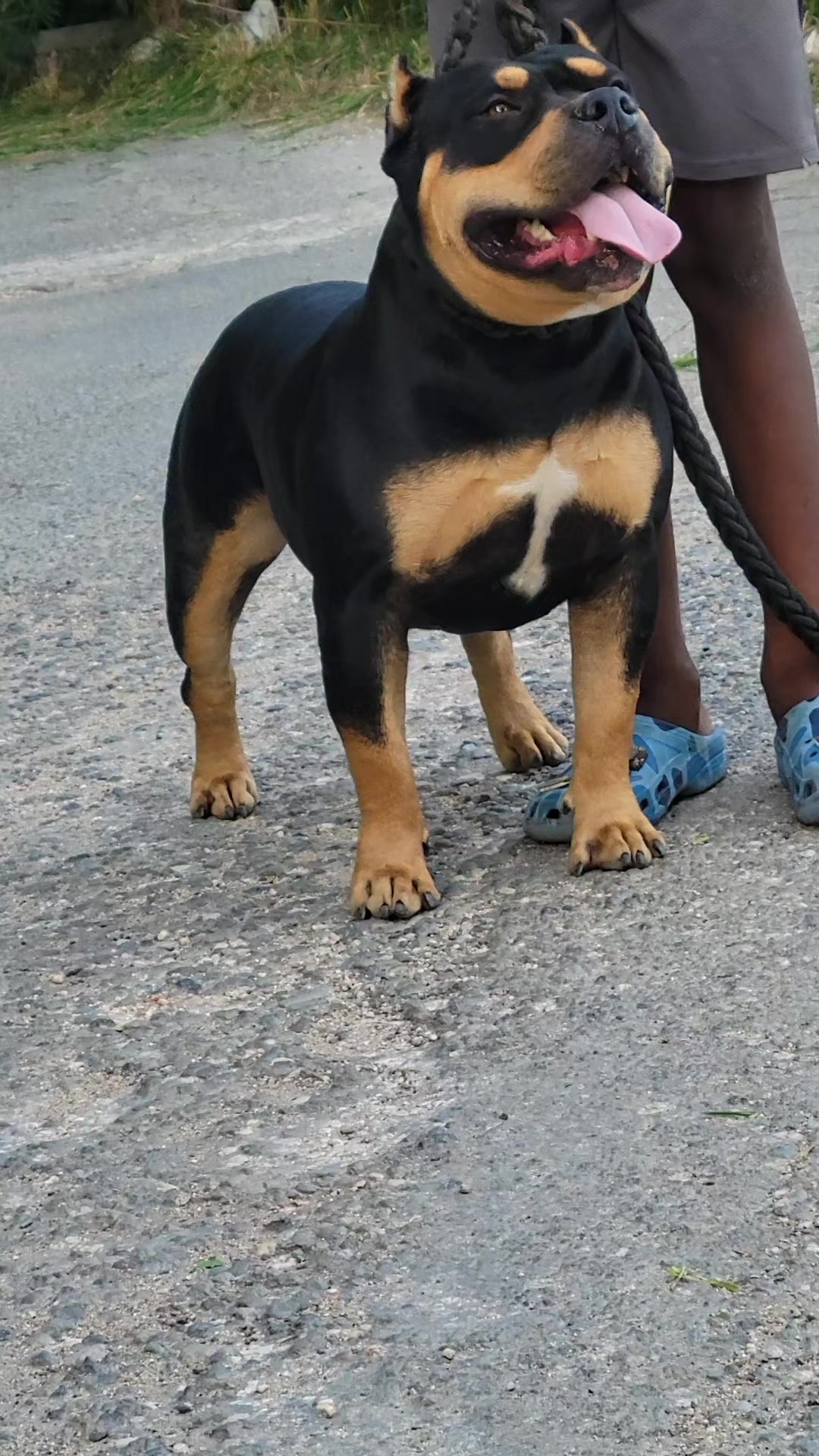 @machinesquad kennel